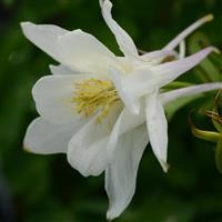 Aquilegia Earlybird™ White