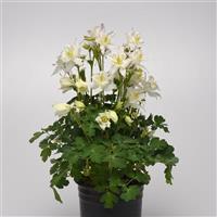 Aquilegia Earlybird™ White