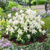 Aquilegia Earlybird™ White