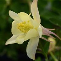 Aquilegia Earlybird™ Yellow