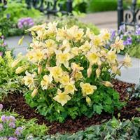 Aquilegia Earlybird™ Yellow