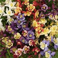 Aquilegia Earlybird™ Mixture