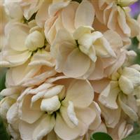 Aida Apricot Matthiola