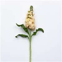 Aida Apricot Matthiola