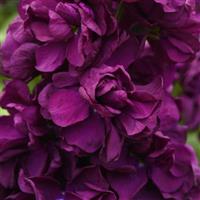 Aida Purple Matthiola