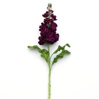Aida Purple Matthiola