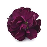 Aida Purple Matthiola