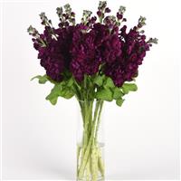 Aida Purple Matthiola