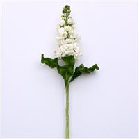 Aida White Matthiola