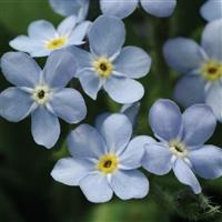 Myosotis Mon Amie Blue