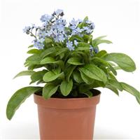Myosotis Mon Amie Blue