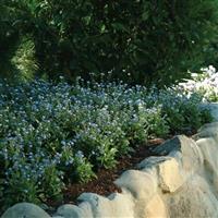 Myosotis Mon Amie Blue