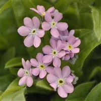 Myosotis Mon Amie Pink