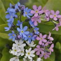 Myosotis Mon Amie Mixture