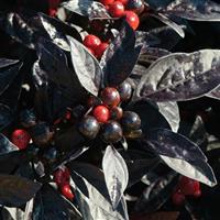 Black Pearl Ornamental Pepper
