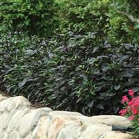 Black Pearl Ornamental Pepper