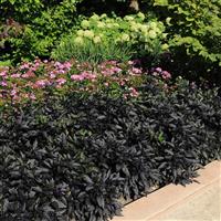 Black Pearl Ornamental Pepper