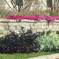 Black Pearl Ornamental Pepper