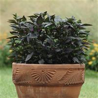 Black Pearl Ornamental Pepper