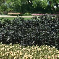 Black Pearl Ornamental Pepper