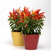 Chilly Chili Ornamental Pepper