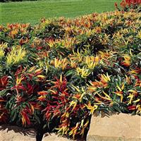 Chilly Chili Ornamental Pepper