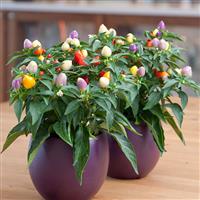 Harlequin Ornamental Pepper