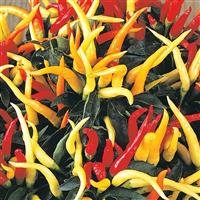 Medusa Ornamental Pepper