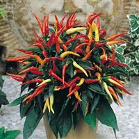 Medusa Ornamental Pepper