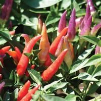 Sangria Ornamental Pepper