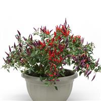 Sangria Ornamental Pepper