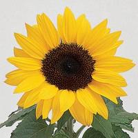 Ballad Sunflower
