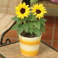 Ballad Sunflower