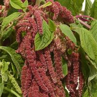Coral Fountain Amaranthus