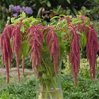 Coral Fountain Amaranthus