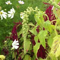 Green Tails Amaranthus