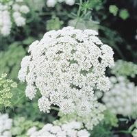 Queen Of Africa Ammi majus