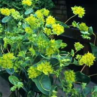Green Gold Bupleurum
