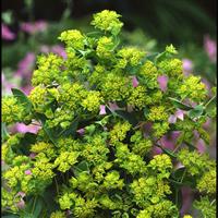 Griffiti Bupleurum