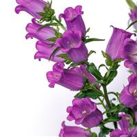 Champion II Lilac Campanula