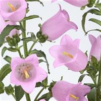 Champion II Pink Campanula