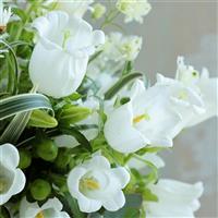 Champion II White Campanula