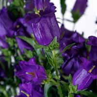 Champion II Deep Blue Campanula