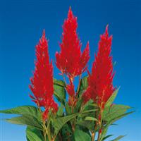 Century Fire Celosia