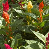 Century Mix Celosia