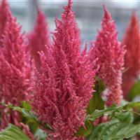 Century Pink Celosia
