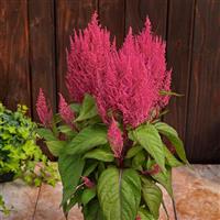 Century Pink Celosia