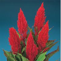 Century Red Celosia