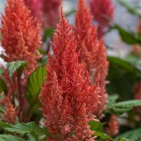Century Salmon Pink Celosia