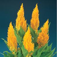 Century Yellow Celosia